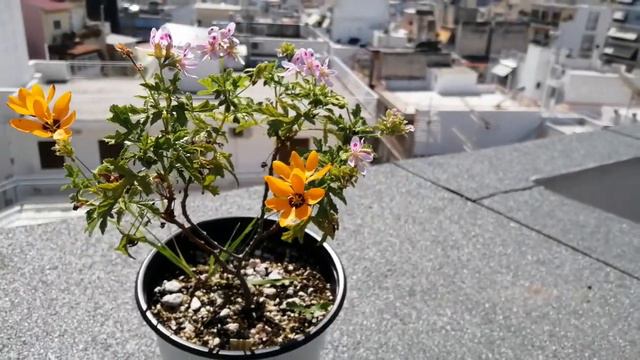 Ixia maculata & Pelargonium glutinosum - vanskouflora смотреть онлайн