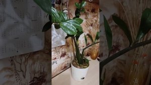 Замиокулькас. Уход в домашних условиях.