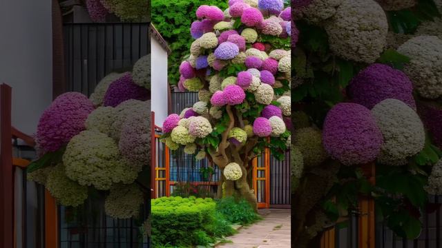 Beautiful hydrangea tree.Красивая древовидная гортензия.