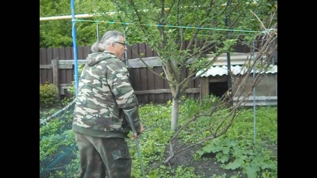 Дела житейские. Вывод цыплят наседкой. Цыплята голошейки