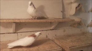 Красногривые гривуны Александра Катомина