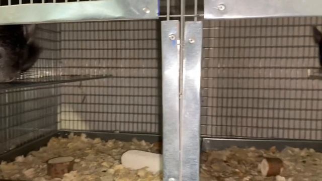 МОЛОДНЯК НА ПРОДАЖУ | РАЗВЕДЕНИЕ ШИНШИЛЛ КАК БИЗНЕС смотреть онлайн