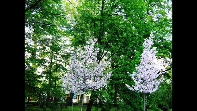 Mozart Adagio E dur for violin and piano смотреть онлайн