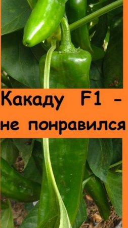 Гибрид перца Какаду - не рекомендую к выращиванию, не понравился совершенно