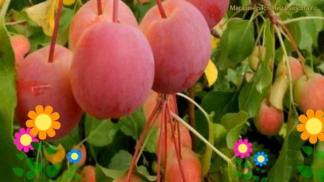 Яблоня домашняя Китайка красная. Краткий обзор, описание malus domestica Китайка красная смотреть онлайн