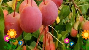 Яблоня домашняя Китайка красная. Краткий обзор, описание malus domestica Китайка красная