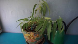 ЭВКАЛИПТ ИЗ СЕМЯН - ПРОСТОЙ СПОСОБ ВЫРАЩИВАНИЯ