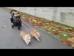 Жизненные приколы?