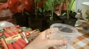 Сорта моркови! Рассада! Морковка+бумага!????