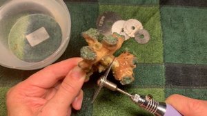 Фрагую LPS | Эуфилию (Euphyllia)