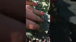 Томат "Голубая ель" - помидоры как персики, которые растут на голубых ветвях!