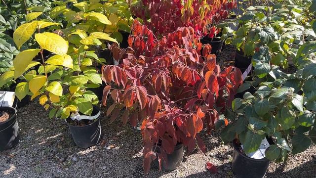 花店开始变色的庭院灌木、小树