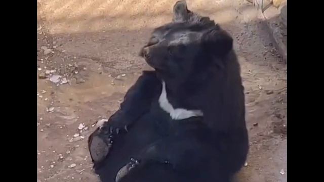 Гималайский мишка в Пекине прямо сейчас 🐻 смотреть онлайн