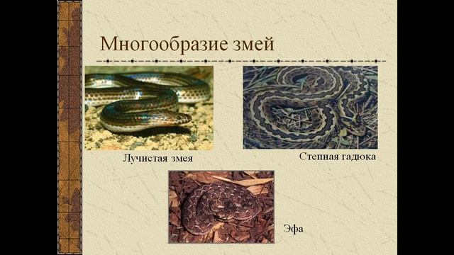 Презентация многообразие пресмыкающихся смотреть онлайн