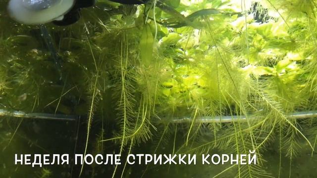 Пистия (семейство Ароидные)
