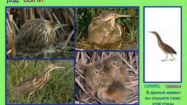 Выпь. Голоса птиц смотреть онлайн