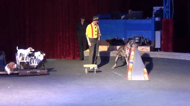 Комическая дрессура собак. Цирк Якубовские шоу с собачками. Yakubovskie.ru dog-show CIRCUS