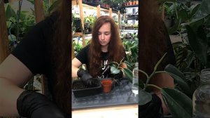 Черенкуем Фикус Эластика Тинеке