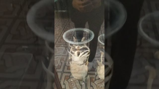 Это я хорошо попал на съёмки рекламы??? в Зоологический музей МГУ ??? Приятное, с полезным???