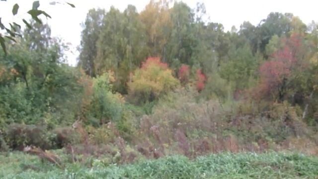 Берёза жёлтая... смотреть онлайн