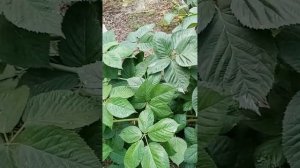 Ежевика Небеса могут подождать..Болезни,подкормки,нормировка побегов VID 20230714 102119