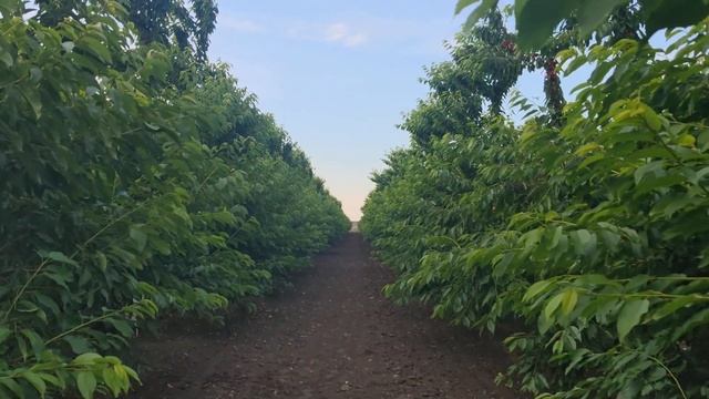 Мелитопольская черешня-2020: будет урожай или нет? смотреть онлайн