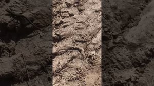 Освоение участка #2 . Ищем клад.