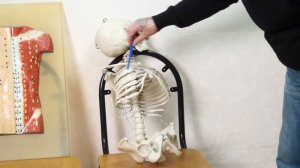 Удары в корпус спереди. Вы должны это знать!