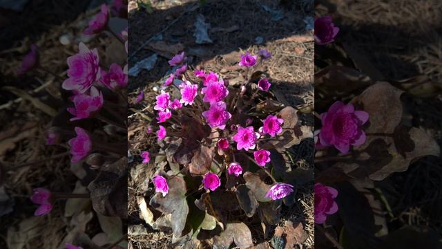 Первоцвет 🍃 Первый весенний цветочек . Сад понемногу просыпается. Печеночница махровая