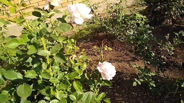 Цветение Роз. Клер Роуз, Артемис, Мери Роуз. смотреть онлайн