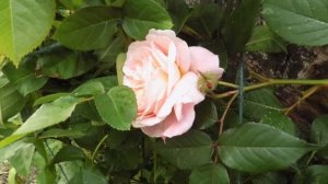 Rose A Shropshire Lad David Austin Ausled