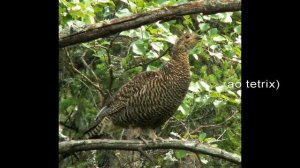 Тетерев-косач (Lyrurus tetrix- Tetrao tetrix)