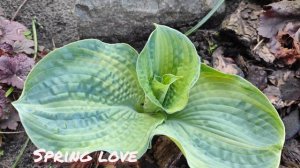 Spring love и Spring ghost...окрас листьев который можно увидеть только весной...#hosta#spring#whit