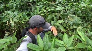 Остров Кунашир. Вулканы, рыба и медведи // Kunashir Island. Volcanoes, fish and bears (Eng Subs)