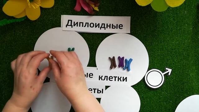 Половое размножение растений