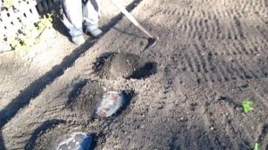 Кукуруза и фасоль садим в одну лунку