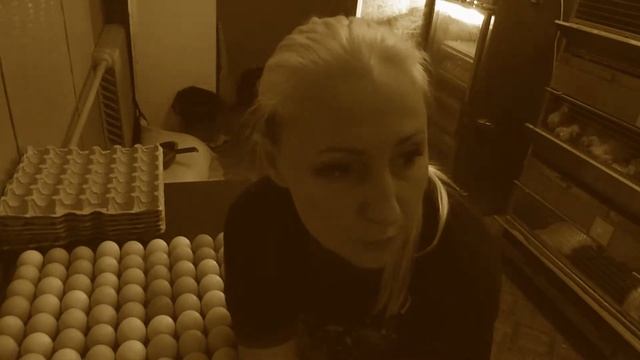 инкубация бройлера Хабборд Иза F15, рабочий момент смотреть онлайн