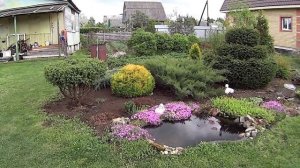 Лесной можжевельник или... топиарное искусство на шести сотках