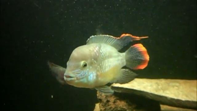 green terror смотреть онлайн