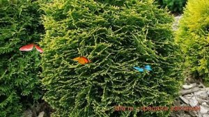 Туя западная Вотэфилд (thuja occidentalis waterfield) ? обзор: как сажать, саженцы туи Вотэфилд