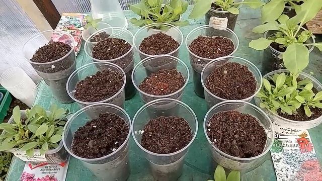 Пикирование петунии ампельной и махровой.