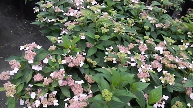 Hydrangea Serrata Lacecap Bluebird 5 gal смотреть онлайн