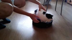 Кот катается на роботе-пылесосе