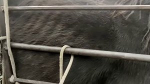 Кобыла не принимает жеребёнка.