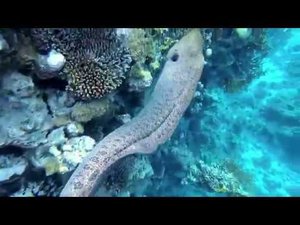 #мурена_#красное мое,#египет,#ШАРМ-ЭЛЬ-ШЕЙХ,#SHARM PLAZA 5*