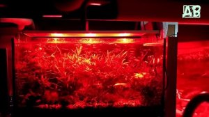 СВЕТОДИОДНЫЙ СВЕТИЛЬНИК ДЛЯ АКВАРИУМА LOBSTER! МЕНЮ И НАСТРОЙКА ЛАМПЫ ДЛЯ АКВАРИУМА!