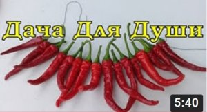 ОСТРЫЙ ПЕРЕЦ: особенности выращивания, как различить рассаду от СЛАДКОГО