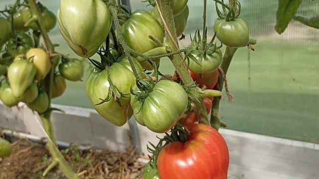 Обзор томата Сахарная Настасья смотреть онлайн