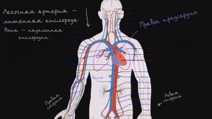 Science | Система кровообращения и сердце