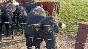 Английская ферма КРС. Герефордская порода КРС на выпасе. графство Херефордшир, Англия